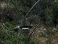 Garza Real - Ardea cinerea - Bernat pescaire