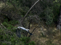 Garza Real - Ardea cinerea - Bernat pescaire