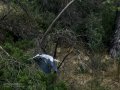 Garza Real - Ardea cinerea - Bernat pescaire