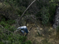 Garza Real - Ardea cinerea - Bernat pescaire