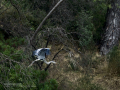 Garza Real - Ardea cinerea - Bernat pescaire