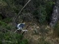 Garza Real - Ardea cinerea - Bernat pescaire