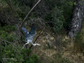 Garza Real - Ardea cinerea - Bernat pescaire