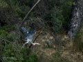 Garza Real - Ardea cinerea - Bernat pescaire