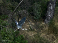 Garza Real - Ardea cinerea - Bernat pescaire