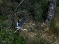 Garza Real - Ardea cinerea - Bernat pescaire