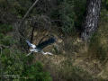 Garza Real - Ardea cinerea - Bernat pescaire