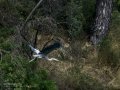 Garza Real - Ardea cinerea - Bernat pescaire