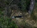 Garza Real - Ardea cinerea - Bernat pescaire