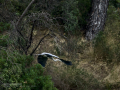 Garza Real - Ardea cinerea - Bernat pescaire