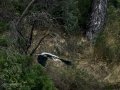 Garza Real - Ardea cinerea - Bernat pescaire