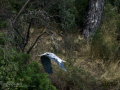 Garza Real - Ardea cinerea - Bernat pescaire