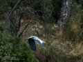 Garza Real - Ardea cinerea - Bernat pescaire