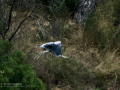 Garza Real - Ardea cinerea - Bernat pescaire