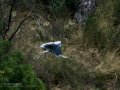 Garza Real - Ardea cinerea - Bernat pescaire
