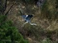 Garza Real - Ardea cinerea - Bernat pescaire