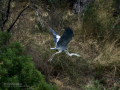 Garza Real - Ardea cinerea - Bernat pescaire