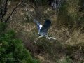 Garza Real - Ardea cinerea - Bernat pescaire