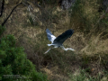 Garza Real - Ardea cinerea - Bernat pescaire