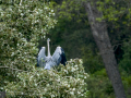Garza Real - Ardea cinerea - Bernat pescaire