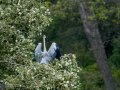 Garza Real - Ardea cinerea - Bernat pescaire
