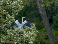 Garza Real - Ardea cinerea - Bernat pescaire