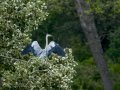 Garza Real - Ardea cinerea - Bernat pescaire
