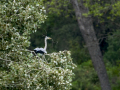 Garza Real - Ardea cinerea - Bernat pescaire