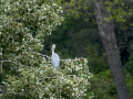 Garza Real - Ardea cinerea - Bernat pescaire