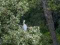 Garza Real - Ardea cinerea - Bernat pescaire