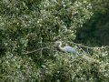 Garza Real - Ardea cinerea - Bernat pescaire