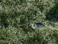 Garza Real - Ardea cinerea - Bernat pescaire