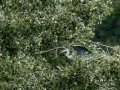 Garza Real - Ardea cinerea - Bernat pescaire