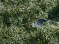 Garza Real - Ardea cinerea - Bernat pescaire