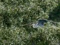 Garza Real - Ardea cinerea - Bernat pescaire