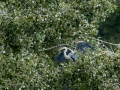 Garza Real - Ardea cinerea - Bernat pescaire