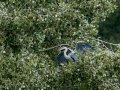 Garza Real - Ardea cinerea - Bernat pescaire
