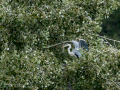 Garza Real - Ardea cinerea - Bernat pescaire
