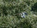 Garza Real - Ardea cinerea - Bernat pescaire