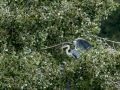 Garza Real - Ardea cinerea - Bernat pescaire