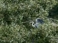 Garza Real - Ardea cinerea - Bernat pescaire