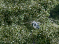 Garza Real - Ardea cinerea - Bernat pescaire