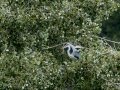 Garza Real - Ardea cinerea - Bernat pescaire