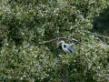 Garza Real - Ardea cinerea - Bernat pescaire