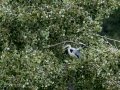 Garza Real - Ardea cinerea - Bernat pescaire