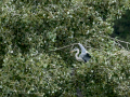 Garza Real - Ardea cinerea - Bernat pescaire