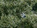 Garza Real - Ardea cinerea - Bernat pescaire