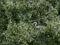 Garza Real - Ardea cinerea - Bernat pescaire