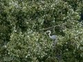 Garza Real - Ardea cinerea - Bernat pescaire
