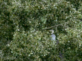 Garza Real - Ardea cinerea - Bernat pescaire